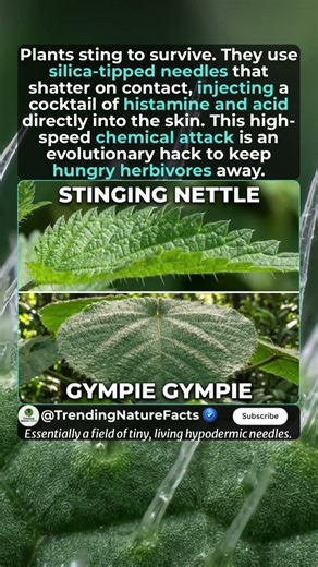 The Science of Stinging Plants: Nature’s Hypodermic Needles #stingingnettles #gympiegympie