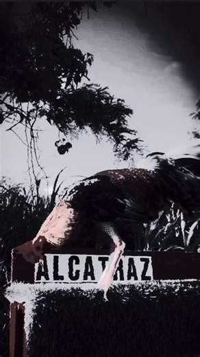 Team ALCATRAZ on Instagram