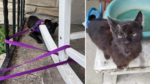 25 Animals Caught On Camera Being Total Derps