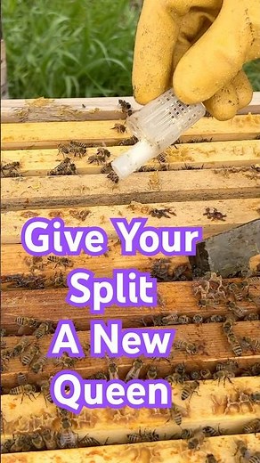 Beekeeping Is Easy: Make A Split With A New Queen #beekeeping
