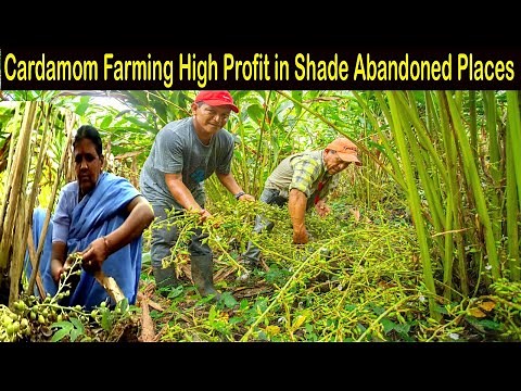 How to Make Money - Cardamom Farming with High Profit - How to Grow Cardamom - Elaichi Farming