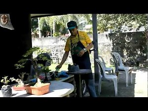 Bonsai basic 1: A normal plant gets the first set-up for a bonsai.