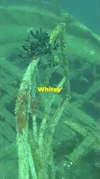 Haunting of the SS Kamloops: Lake Superior's Ghost Ship #GhostShip #LakeSuperior #MaritimeMystery