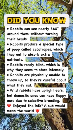 234K views · 1.3K reactions | The Gross (But Fascinating) Truth About Rabbit Poop  #facts | Devlop Express | Facebook