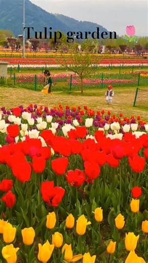 Unseen beauty of tulips 🌷 #flowers #nature #love #travel #beautiful #viral #subscribe