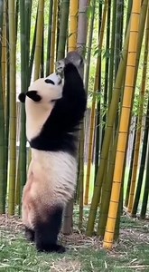 Panda's Gentle Rescue of a Kitten See how a panda carefully rescues a kitten from a bamboo stalk. So sweet! #fblifestyle #AI Generated using Kling AI . . . (For entertainment purposes only. Consult professionals if guidance on activities is presented. No brand affiliation is implied if any are shown. If inspired by true events, creative adaptations may be included. Content may include public footage.) | Family World