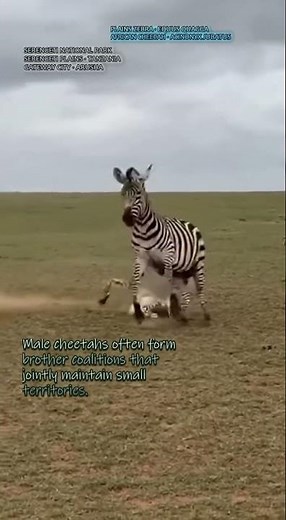 Plains Zebra Family Bands and African Cheetah Coalitions: The Serengeti’s Social Map