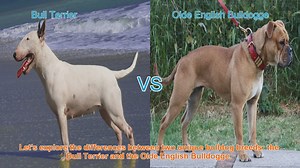 Bull Terrier vs. Olde English Bulldogge: A Comprehensive Comparison