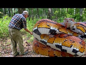 SNAKE ATTACK ~ A Grumpy Grumpy Corn Snake