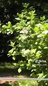 ‪Daisy Bow is making the most beautiful cyanotype prints of flowers. Here’s a great little video tutorial of her process!‬ ‪Cyanotype is such quick and simple process, and the results are so satisfying, you’ll be foraging for flowers before you know it. ‪Brilliant work, Daisy!‬ | Jacquard Products
