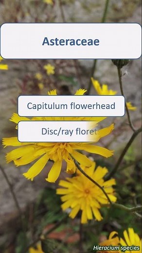 Asteraceae summary (revised) - UK wildflowers