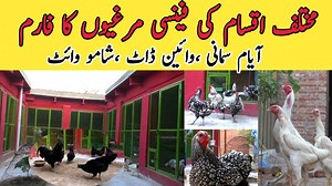 3.5K views · 71 reactions | Friends Fancy Hens on Reels | Facebook