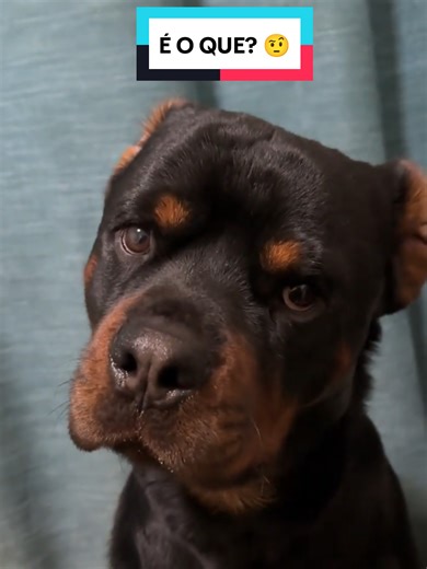 ELE TENTANDO ME ENTENDER. 😂🐕 #rottweiler #pet