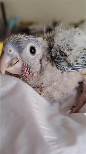 Say Hello to this Cute Little Baby Conure ❤️🐣😍 #birds #exoticbirds #cockatielscraze