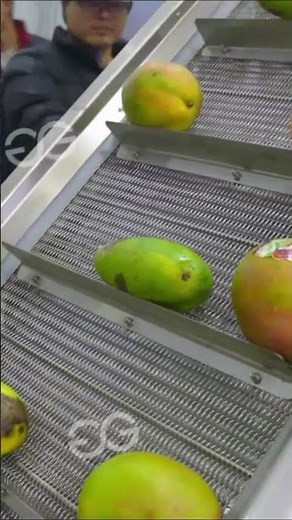 How to Process Mango Pulp? Mango Pulp Processing Machinery