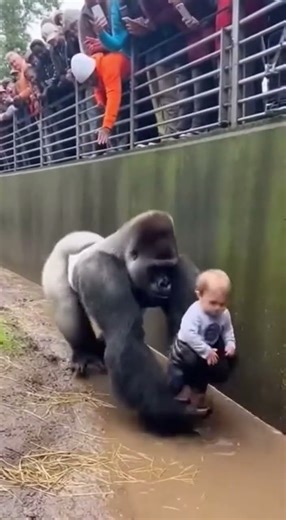 Heroic Silverback Gorilla Rescues Toddler from Zoo Enclosure Fall - Emotional AI Video #zoo #animals