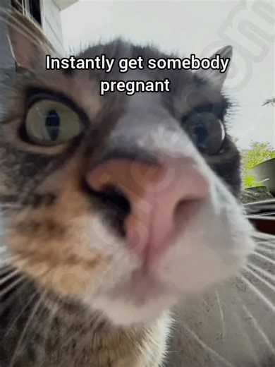 Humorous Pregnancy Memes: Cats and Laughs