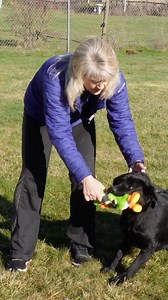 4.5K views · 44 reactions | Struggling with ‘drop it’?  Try this! Keep it fun, stay calm, and use gentle collar pressure to teach a smooth release. Consistency is key!  Watch and learn. #DogTraining #DropItMadeEasy | Shannon Walker Dog Trainer | Facebook
