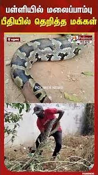 பள்ளியில் மலைப்பாம்பு பீதியில் தெறித்த மக்கள்...! | Python | Polimer News | Madurai | Shorts