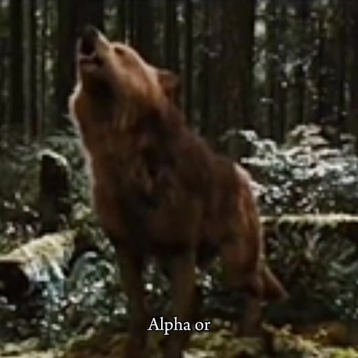 Jacob vs. Sam Twilight Wolf Edit