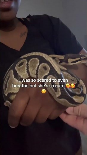 My Bald Python | Isn’t She Gorgeous☺️❤️