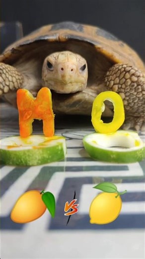 Mango VS Orangelo In Feeding Turtle Tortoise ASMR