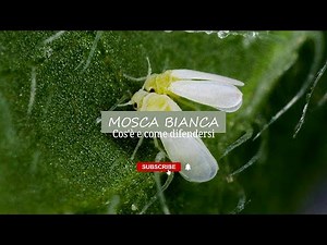 Mosca bianca, cos'è e come eliminarla dalle nostre piante.