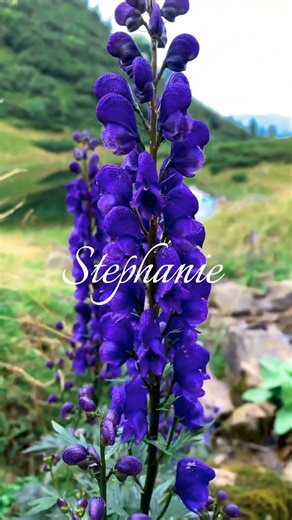 Stephanie - Nafeesisboujee #fypシ゚viral #lyricvideo #song #Stephanie #music #lovesong #landscape