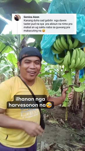 ilhanan nga harvesonon na. 🧐 #tips #banana #fbreels #viralreels #bahayniuncle Bahay Ni Uncle | Richard Bruce Opsimar
