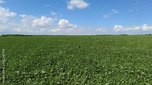Growing soybeans. Huge soybean field. Soybeans grow in the field. The wind develops the soybean sprouts.