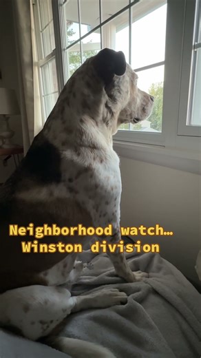 Dog Logic: If You Do It Right, It Takes All Day 🐾Winston x Tatum Audio