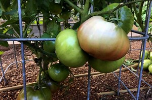 Tomato Sunscald | How to Protect Against Damage | joegardener®
