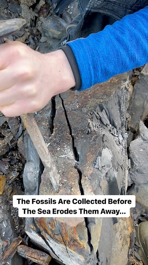 Here is a stunning example of a Yorkshire Dactylioceras Tenuicostatum Ammonite that we found on the beach in a huge loose shale slab 🦑 The surrounding stone is easily broken away to reveal the specimen within. This ancient creature would have swam the seas around 180 Million Years ago 💀 If you would like an ammonite rock to crack open, please message us directly on yorkshire fossils or visit our website yorkshirefossils.NET 🦕 For more videos, check out our YouTube channel Yorkshire Fossils 🏝