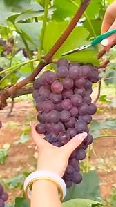 Buah anggur merah super besar #anggurmerah #buahbesar | Saepul Rahman