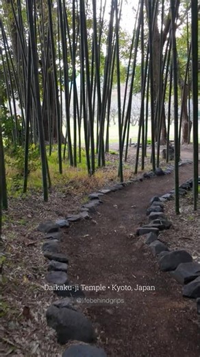 Kyoto Japan Walking Tour | Daikakuji Temple Pond Serenity (Ambient Sounds) 🇯🇵 #shorts