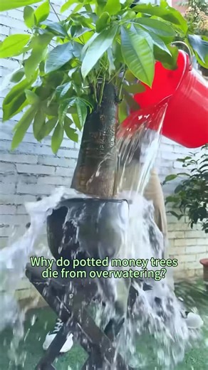 Amazing Garden on Instagram: "Money tree care tips"