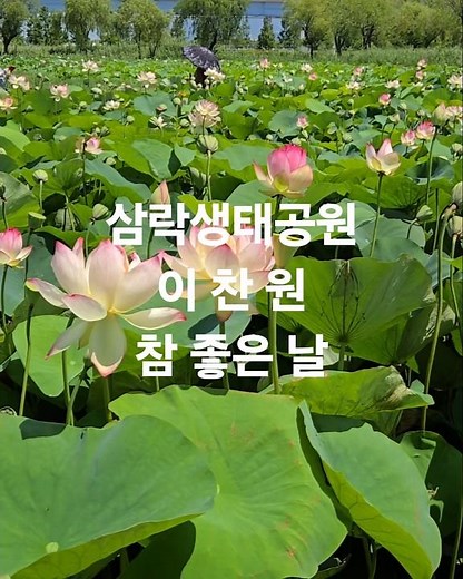 부산 삼락생태공원 연꽃단지에서 만난 아름다운 여름 풍경입니다.