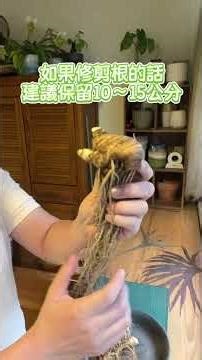 It’s time to grow your own rainbow 🌈 德國鳶尾塊莖