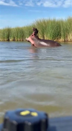 Croc ATTACKS! Hippo Mom's Jaw DROPS Literally!