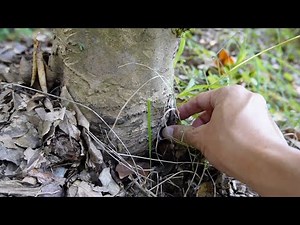 国産天然トリュフ探し