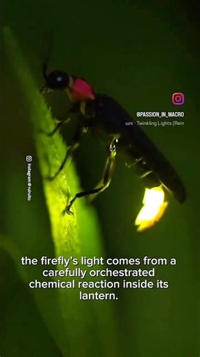 The Amazing Chemical Reaction Inside Firefly Lantern