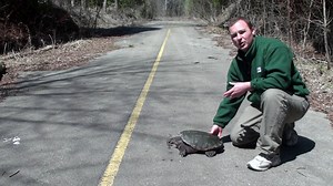 3.8K views · 69 reactions | Snapping Turtles are on the move with...