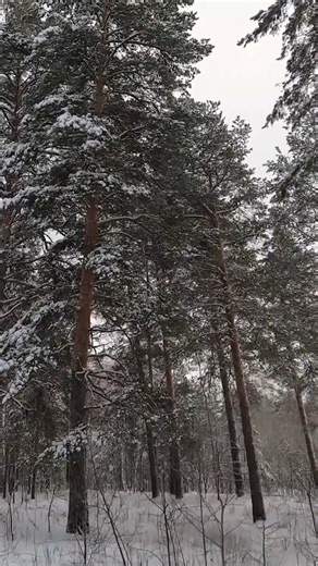 2.4K views · 87 reactions | ALEX WILD dugout life: Insulated the ceiling of Log Cabin, improved the brick oven, meat. PART 14 | Alex Wild | Facebook