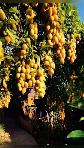 Thriving tropical orchard