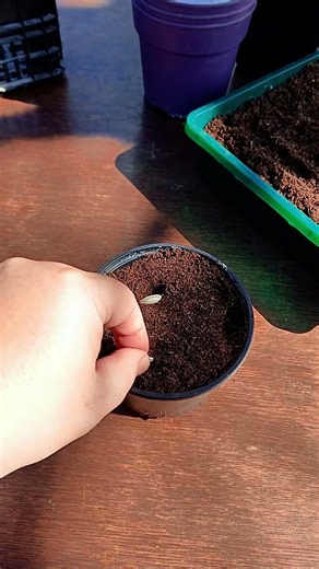 Dans quel sens semer une graine de courge ? 🌱