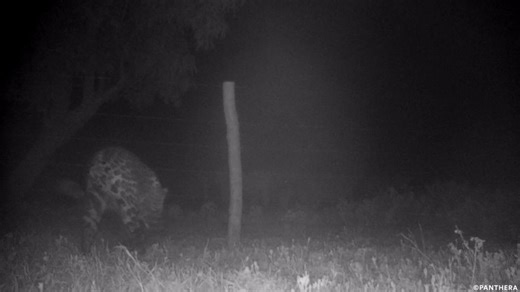 This jaguar jumping is a good thing! As part of our work to decrease depredation of cattle by jaguars, ranchers and Panthera scientists installed an electric fence. In this video, the brief jolt from touching the fence scares a jaguar away from a herd of cows, helping protect the cattle and in turn the jaguar. One important way to help people co-exist with wild cats, while also supporting livelihoods, is to protect livestock from carnivores using a broad array of tools called anti-depredation st