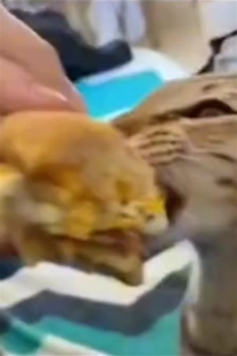 Kucing Makan Burger: Momennya Menggemaskan!