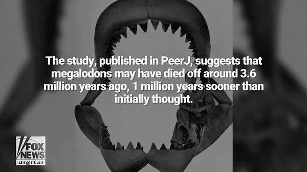 Megalodon killer shark may have been wiped out by great whites