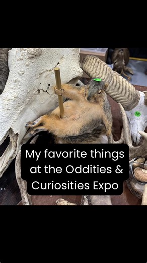 Exploring Oddities at the Annual Expo
