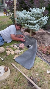 18K views · 393 reactions | Once a landscaper always a landscaper  My one day job turned into 5 with this one judging me . “ we have to do it right…” The tiniest little bird has a nest with babies in it in the dwarf blue spruce . She’s dive bombing Jeff lol | Jeff Dabe - Minnesota arm wrestler | Facebook